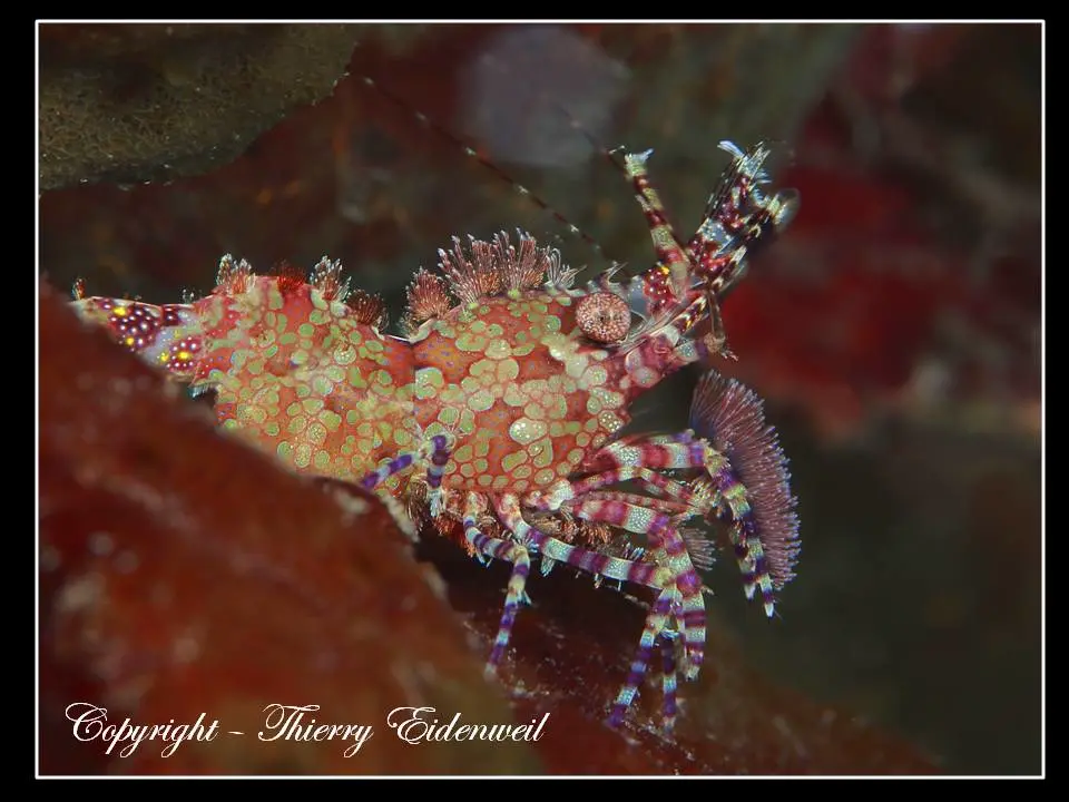Anilao Macro Dive Media Highlight